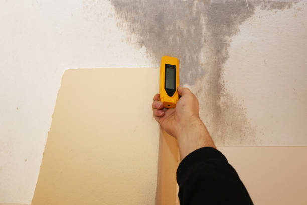 Professional Mold Removal in Port Lavaca, TX