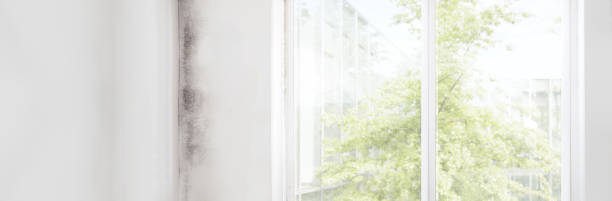Best Mold Removal for HVAC Installations  in Port Lavaca, TX